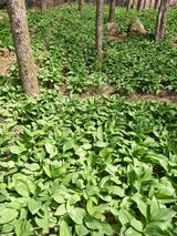 팜모닝 · 게시글 이미지