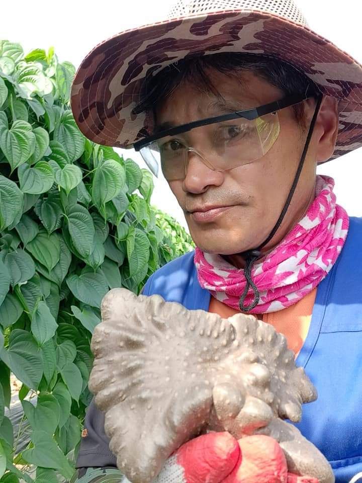 장터 상품 [열매마(하늘마) 10Kg] 썸네일