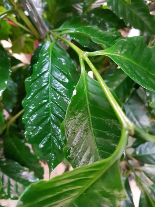 Hopo 님의 기타작물 · 병해충상담 작성글 사진