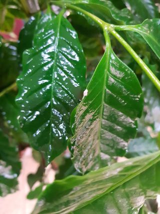 Hopo 님의 기타작물 · 병해충상담 작성글 사진