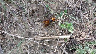 이장22님의 복숭아 · 자유게시판 작성글 사진