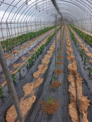 농민님의 고추 · 지주설치•유인•성장 작성글 사진