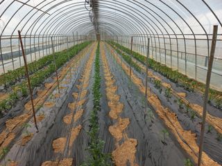 농민님의 고추 · 지주설치•유인•성장 작성글 사진