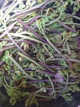 팜모닝 기타작물·자유게시판 게시글 이미지