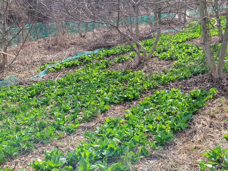 장터 상품 [산마늘(명이나물)2kg  ] 썸네일