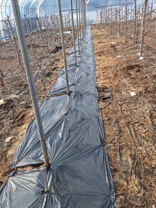 오학봉(멀티팜)님의 기타작물 · 자유게시판 작성글 사진