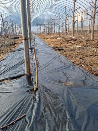 오학봉(멀티팜)님의 기타작물 · 자유게시판 작성글 사진