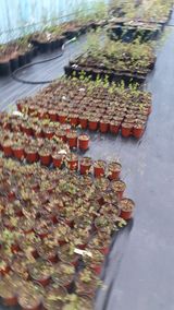 팜모닝 블루베리·자유게시판 게시글 이미지