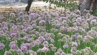 약초원 김종군님의 기타작물 · 자유게시판 작성글 사진