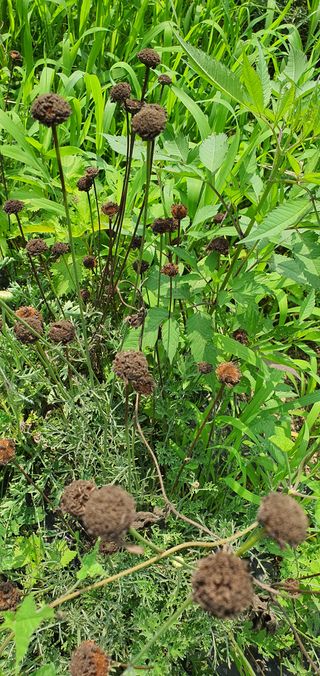약초원 김종군님의 기타작물 · 자유게시판 작성글 사진