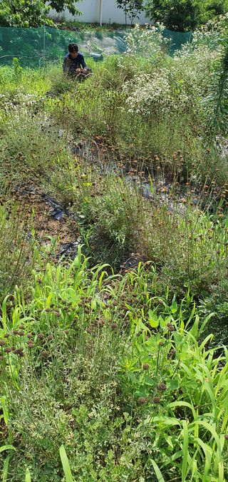 약초원 김종군님의 기타작물 · 자유게시판 작성글 사진