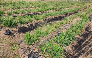 약초원 김종군님의 기타작물 · 자유게시판 작성글 사진