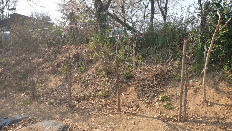 장터 상품 [묘목 판매] 썸네일