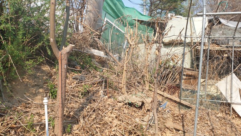 Yejak님의 장터 판매 상품 [묘목 판매] 첨부 사진