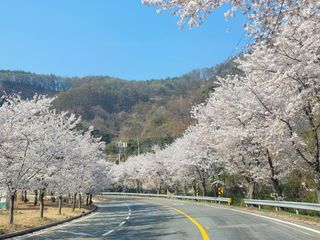 이의도님의 마늘 · 제초 작성글 사진