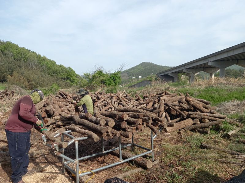 샬롬 ~님의 장터 판매 상품 [표고 버섯 종균접종된 참나무원목 판매합니다 ] 첨부 사진
