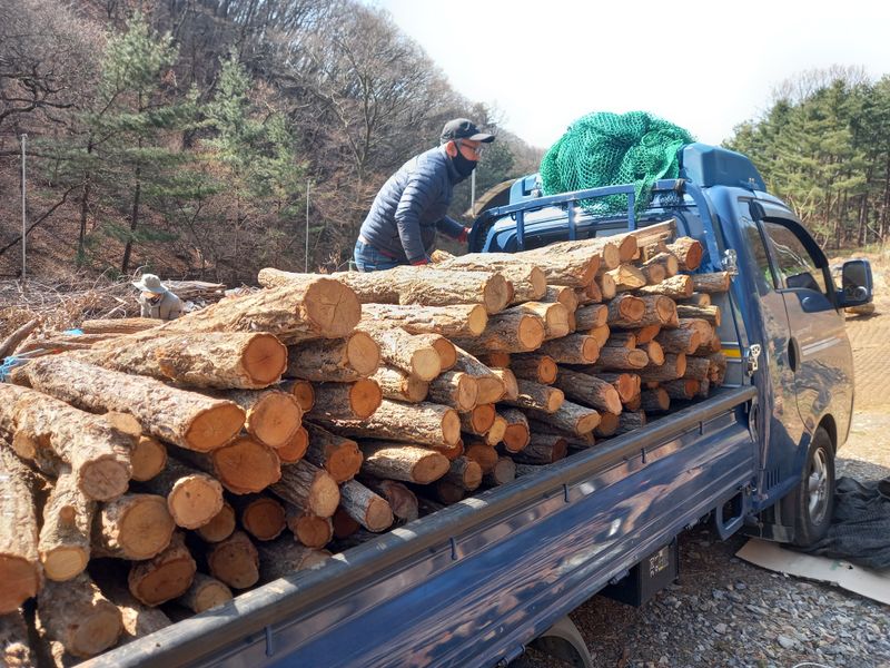 샬롬 ~님의 장터 판매 상품 [표고 버섯 종균접종된 참나무원목 판매합니다 ] 첨부 사진