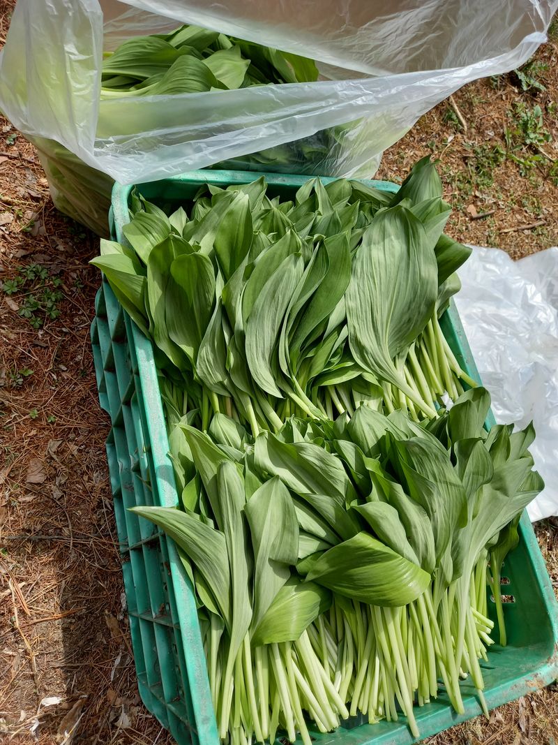 소금님의 장터 판매 상품 [명이나물] 첨부 사진