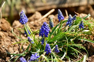 산 아래님의 마늘 · 일상 작성글 사진