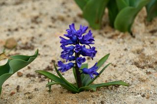 산 아래님의 마늘 · 일상 작성글 사진