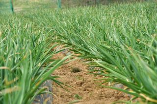 산 아래님의 마늘 · 일상 작성글 사진