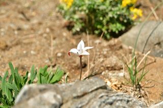 산 아래님의 마늘 · 일상 작성글 사진