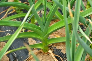 산 아래님의 마늘 · 일상 작성글 사진