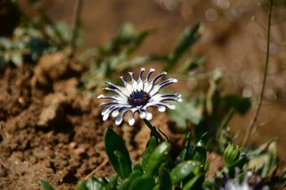 산 아래님의 마늘 · 일상 작성글 사진