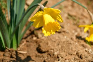 산 아래님의 마늘 · 일상 작성글 사진