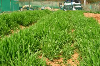 산 아래님의 마늘 · 일상 작성글 사진