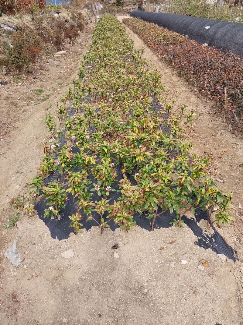 장터 상품 [각종삽목 털이묘목판매] 썸네일