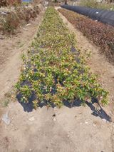 팜모닝 · 게시글 이미지