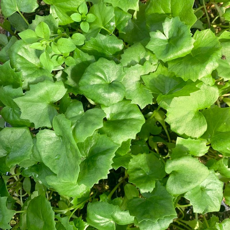 이기자원예종묘님의 장터 판매 상품 [다수확곰취 모종 100개/50개/10개] 첨부 사진