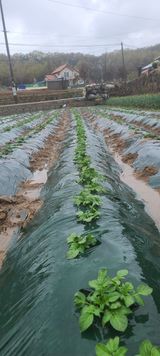 팜모닝 감자·자유게시판 게시글 이미지