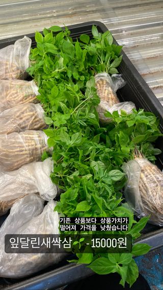 알 수 없음님의 기타작물 · 자유게시판 작성글 사진