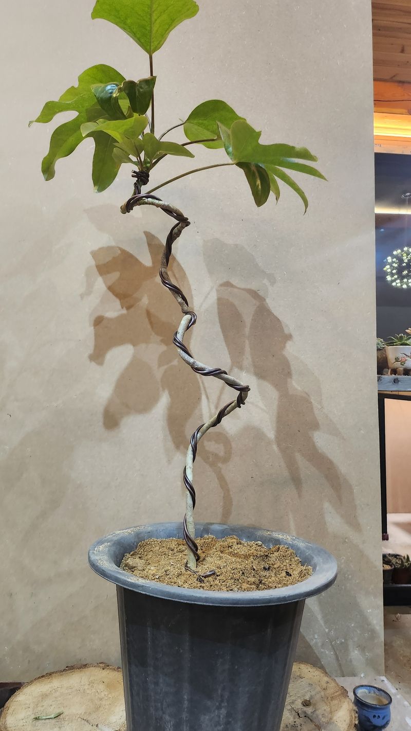 성신박님의 장터 판매 상품 [황칠나무 3-10년생] 첨부 사진