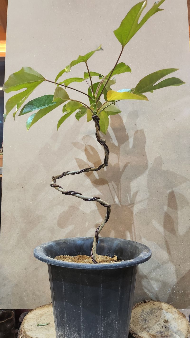 성신박님의 장터 판매 상품 [황칠나무 3-10년생] 첨부 사진