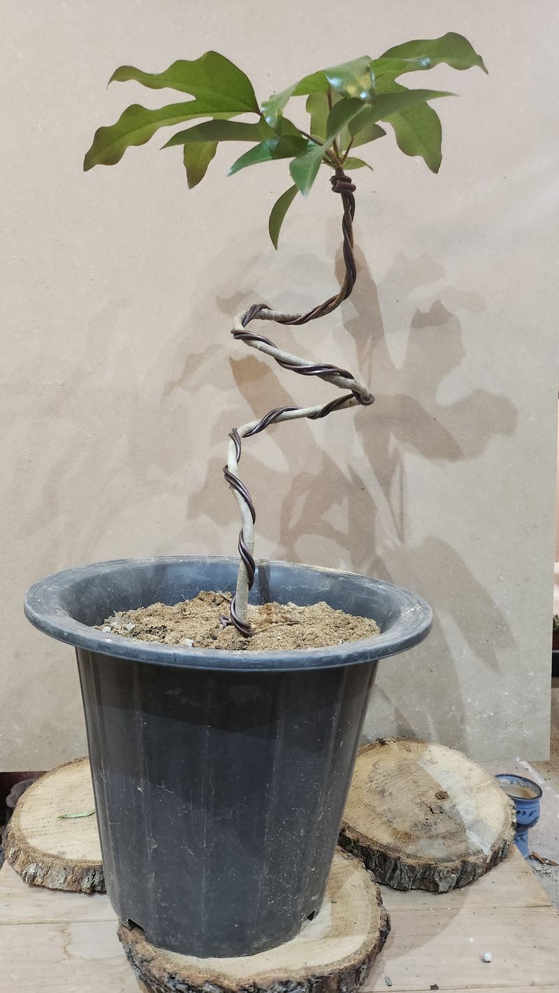 성신박님의 장터 판매 상품 [황칠나무 3-10년생] 첨부 사진