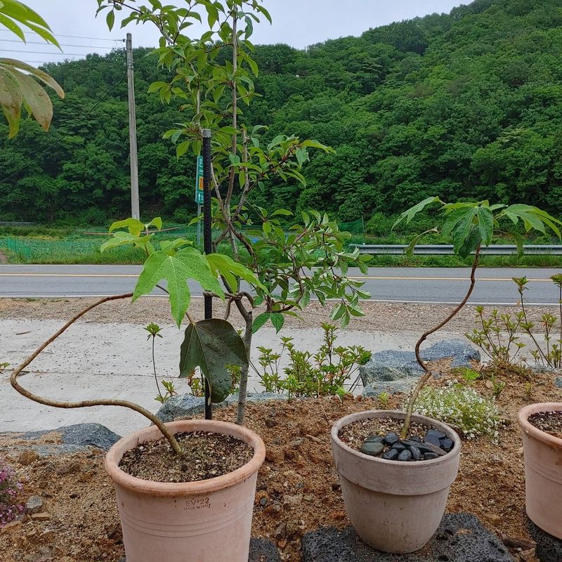 성신박님의 장터 판매 상품 [황칠나무 3-10년생] 첨부 사진