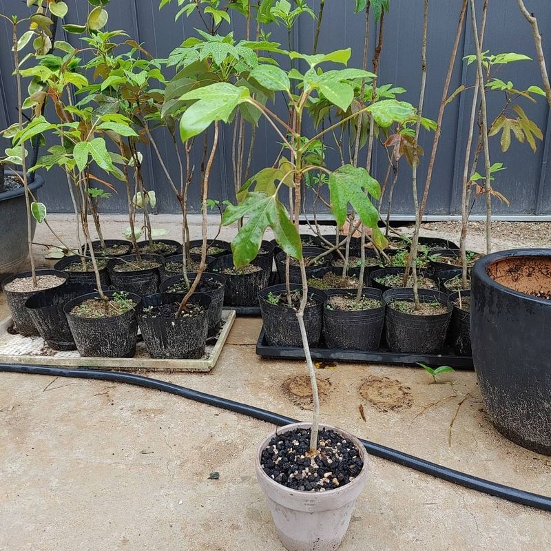 성신박님의 장터 판매 상품 [황칠나무 3-10년생] 첨부 사진