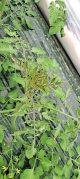 팜모닝 토마토·생장기 농작업 게시글 이미지