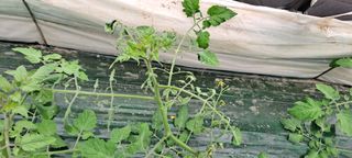 최태숙님의 토마토 · 생장기 농작업 작성글 사진