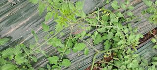 최태숙님의 토마토 · 생장기 농작업 작성글 사진