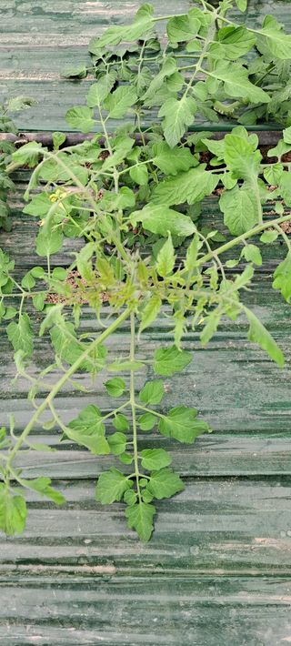 최태숙님의 토마토 · 생장기 농작업 작성글 사진