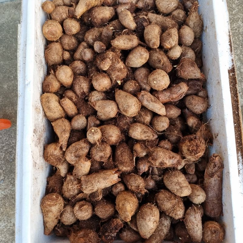 장터 상품 [토란종구10k] 썸네일