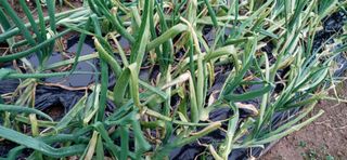 강점석님의 양파 · 병해충상담 작성글 사진