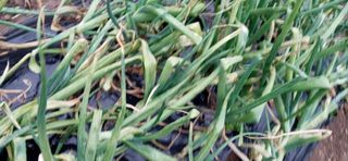 강점석님의 양파 · 병해충상담 작성글 사진