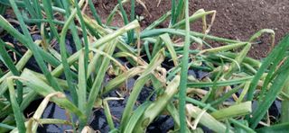 강점석님의 양파 · 병해충상담 작성글 사진