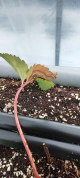 팜모닝 딸기·병해충상담 게시글 이미지