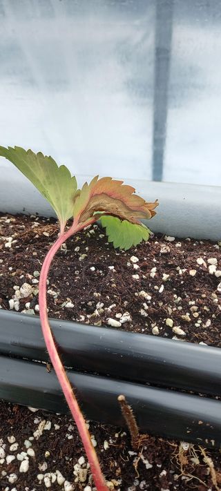 원심님의 딸기 · 병해충상담 작성글 사진